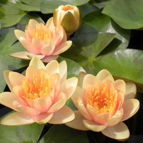 Nymphaea 'Aurora'