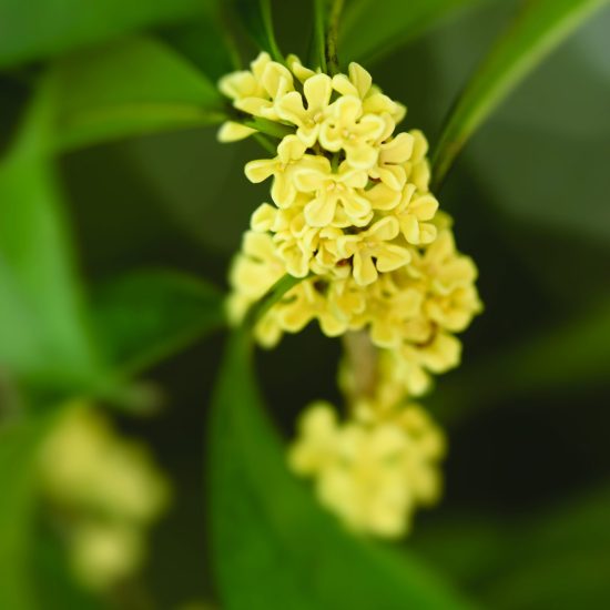 Close-up of blooming sweet-scented osmanthus flower twig,Shot with Nikon D810