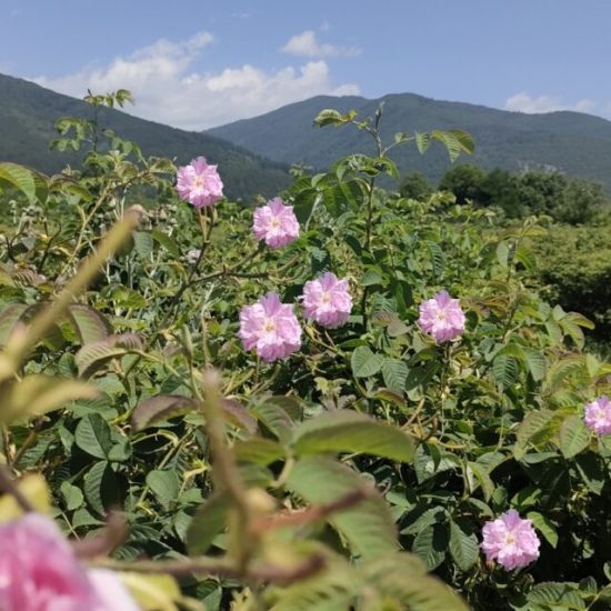 rosa damascena valle